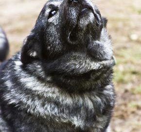 Bigstock Norwegian Elkhound