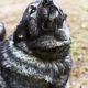 Bigstock Norwegian Elkhound
