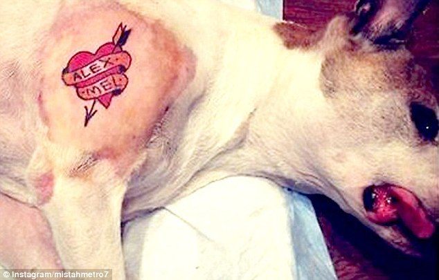 Brooklyn Tattoo Artist, Mistah Metro, Is Under Fire For Tattooing His Dog While Under Anesthesia. Photo Via Instagram.