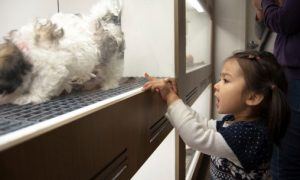 petland