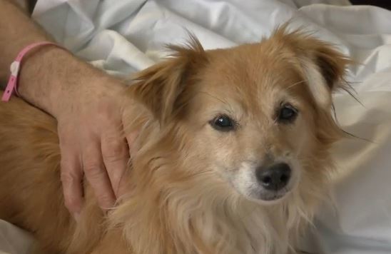 Hero Dog Saves Disabled Man From House Fire – The Dogington Post