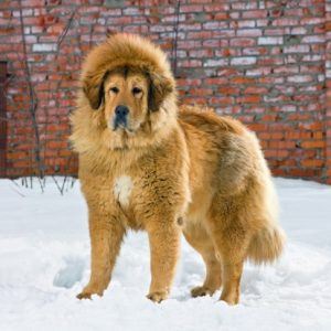Tibetanmastiff