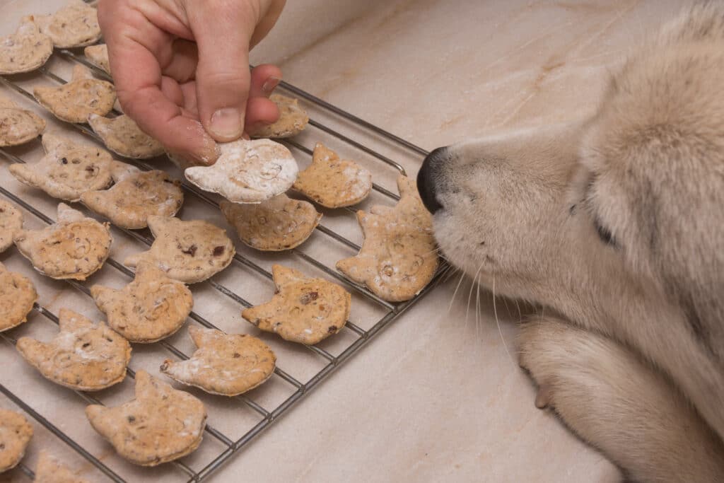 Dog Wants Homemade Dog Biscuits On Oven Grill