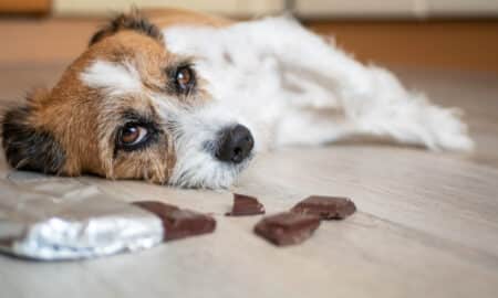 Little Terrier Dog With Chocolate Lying On The Floor