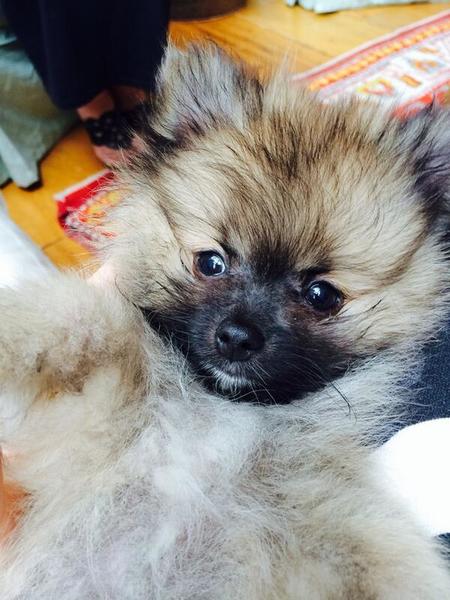 In The Wake Of Miley Cyrus' Dog, Floyd'S Death, The Star Welcomed A New Little Love - Moonie. Photo Courtesy Miley Cyrus.