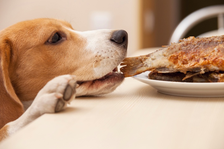 Image result for dog bad food