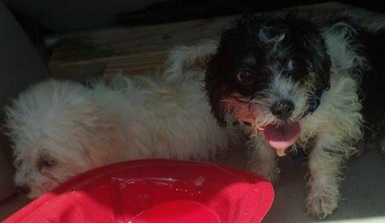These Two Were Rescued In Time. Others Will Not Be So Lucky - Please, Report Dogs In Hot Cars. Photo Courtesy Pbso.