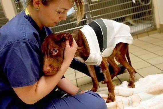 An Entire Team Of Veterinarians, Techs, Nurses, And Caregivers Showed Patrick Care And Love, Perhaps For The First Time In His Young Life.