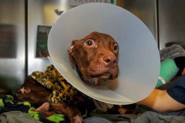He Knew That Even Though This Cone Was Weird, It Was For His Own Good!
