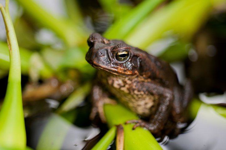 Backyard Toad