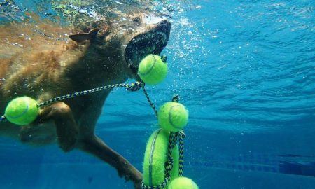 Houston Dog Training Stella Swims