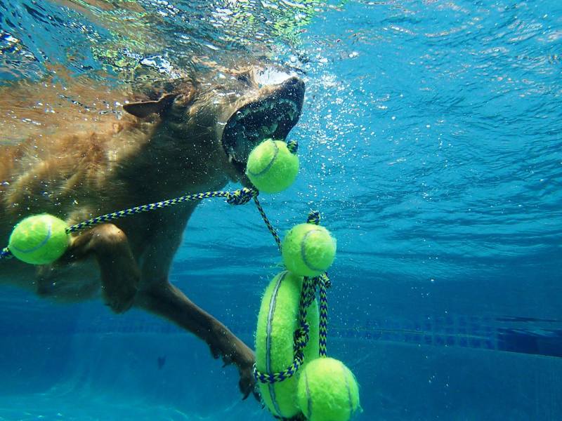 Amazing Shot Of Stella Diving For Her Toy! Credit Michael Baugh/Michael'S Dogs Training &Amp; Behavior, Houston, Tx.