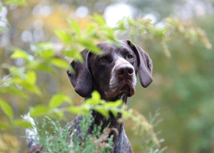 are maple trees toxic to dogs