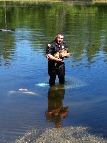Carver Police Officer David Harriman Didn'T Hesitate To Dive Into A Pond To Rescue A Dog Trapped In A Sinking Vehicle. Photo Courtesy Carver Police Department/Facebook.