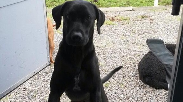 Arfie, A 2-Year Old Black Labrador Retriever, Was Shot And Killed By Police While Contained Inside Of His Owner'S Vehicle. Photo Via Craig Jones/Krem