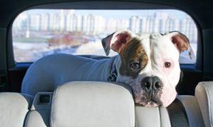 Dog In Car2