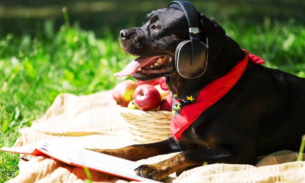 harp music for dogs