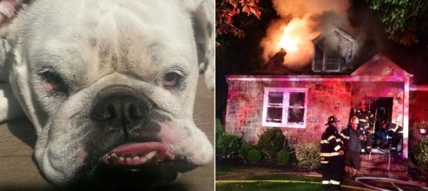 Roxanne, A 6-Year Old English Bulldog, Is Credited With Saving Her Family'S Lives. Image Via 12News/Scott Dalrymple