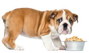 Dog And Food