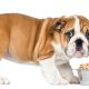 Dog And Food