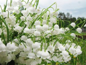 Lilyofthevalley