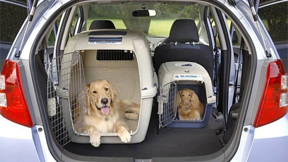 Best Cars For Dogs