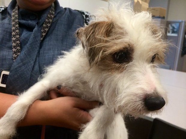 Gidget, A 7-Year Old Jack Russell Terrier, Was Found Nearly 3,000 Miles Away From Home, Thanks To Her Microchip. Photo Via Ian K. Kullgren/The Oregonian.