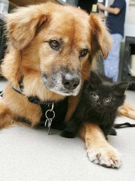 Boots Has Been Named &Quot;The Kitten Nanny&Quot; By Shelter Workers And Volunteers. Photo Via Arizona Humane Society.