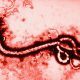 Ebolavirus