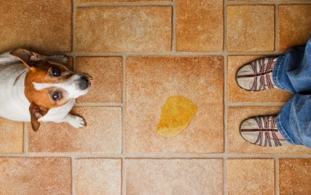 View of Housebreaking a Puppy or Older Dog in 6 Steps – The Dogington Post