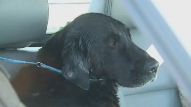 VIDEO: Hero Dog Saves Four-Legged Friend From Icy Waters – The ...