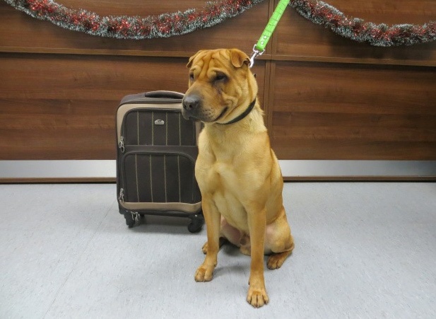 Abandoned Dog, Kai, Alongside His Suitcase Of Belongings. Photo Via Scottish Spca