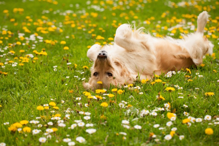 5 Springtime Health Hazards For Dogs - The Dogington Post