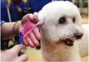A Bichon Frise Gets A Chalking Treatment At Petsmart. Chalk And Paint Style Touches Cost More But Can Receive Compliments (As Well As Some Stares).