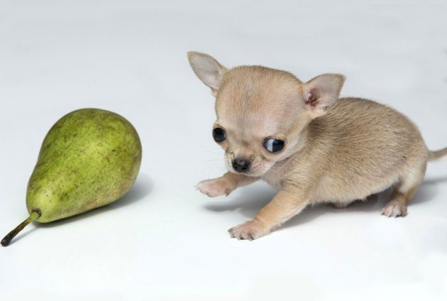 world's smallest chihuahua
