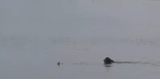 In This Screen Capture From The Video, Tootsie Can Be Seen Swimming After The Shark Just Offshore.