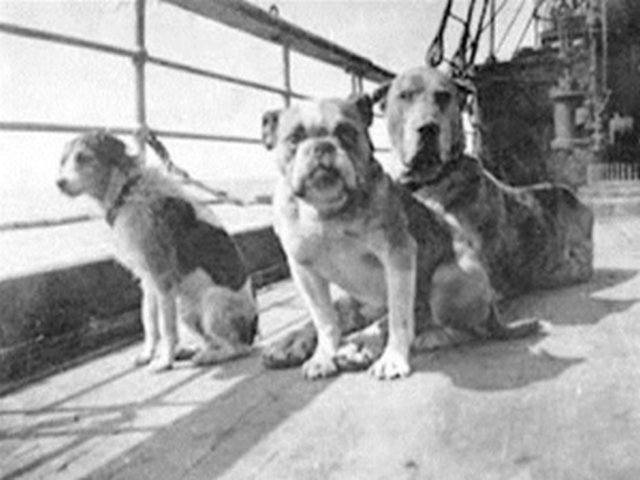 Titanicdogs