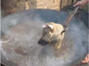 A Dog, Likely A Family Pet Or Stray Snatched From The Streets Is Boiled Alive. Photo Via Ricky Gervais/Facebook.