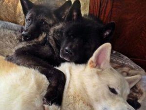 Kiaya'S Brothers Began Acting As Their Sister'S Protectors And Seeing-Eye Dogs Shortly After She Lost Her Sight. Photo Courtesy Jessica Vanhusen.