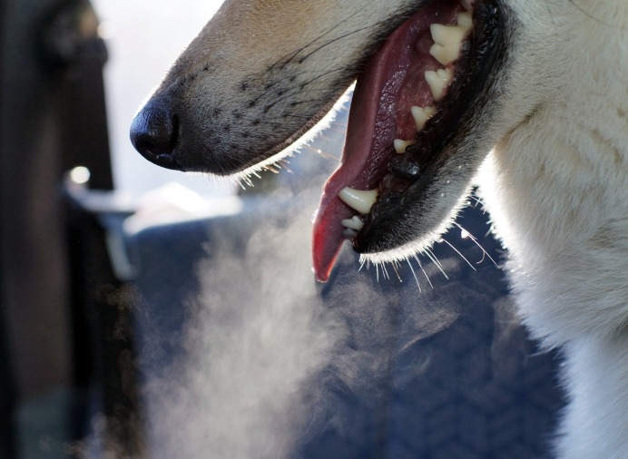 Is Your Dog's Bad Breath Killing Him? - The Dogington Post
