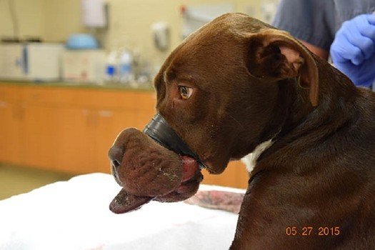 Caitlyn Was Found With Her Muzzle Tightly Wrapped In Electrical Tape. Photo Via Charleston Animal Society.