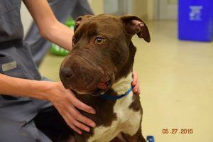 It Is Unknown If And How Caitlyn Will Recover From Her Extensive, Life-Threatening Injuries. Photo Via Charleston Animal Society.