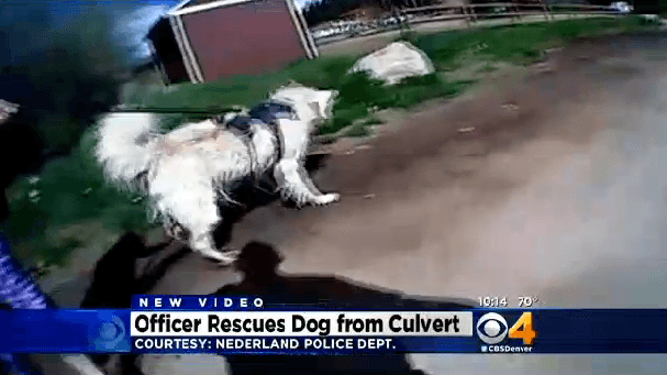Colorado Police Officers Rescues Dog from Dangerous Storm Drain – The ...