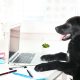 Take Your Dog To Work Day