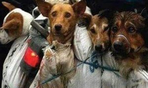yulin festival