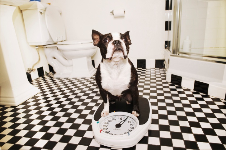Dog On A Bathroom Scale