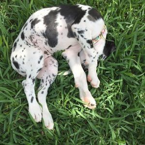 Great Dane Puppy Playing In The Grass