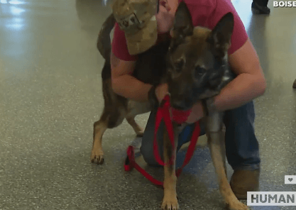 VIDEO: Army Dog Reunited With Soldier After 3 Years Apart – The ...