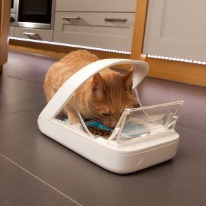 Cat-Eating-From-Surefeed-Microchip-Pet-Feeder