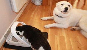 Cat_And_Dog_With_Feeder